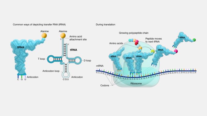 Transfer_RNA