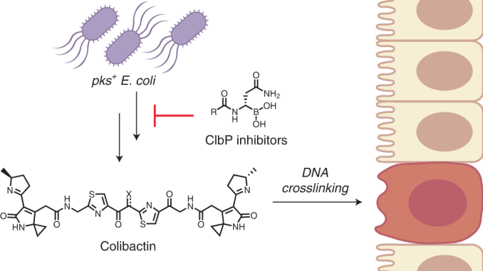 colibactin