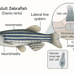 آیا Zebra Fish میتواند به انسان در بازسازی سلولهای شنوایی کمک کند؟